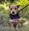 adoptable Dog in  named Hummingbird