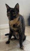 adoptable Cat in Sun City, CA named Ravioli