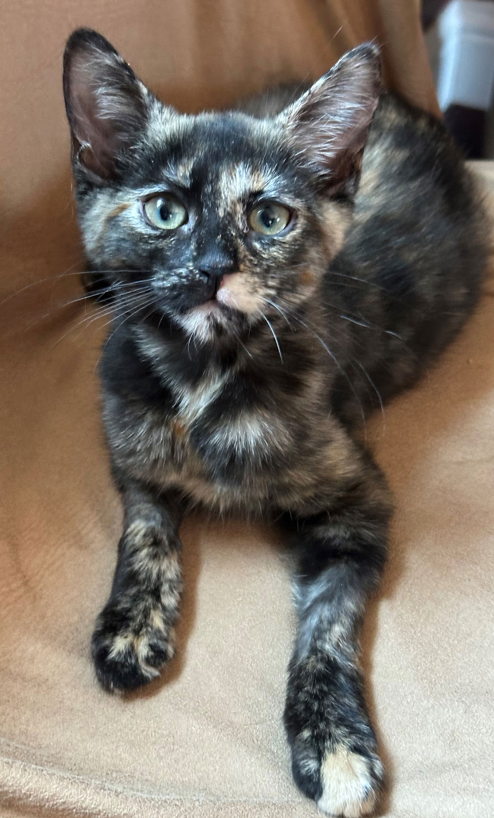 adoptable Cat in Sun City, CA named Sugar