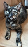 adoptable Cat in  named Sugar