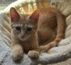 adoptable Cat in Sun City, CA named Spice