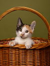 adoptable Cat in  named Pride: Rainbow