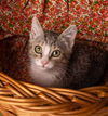 adoptable Cat in Sun City, CA named Pride: Skittles
