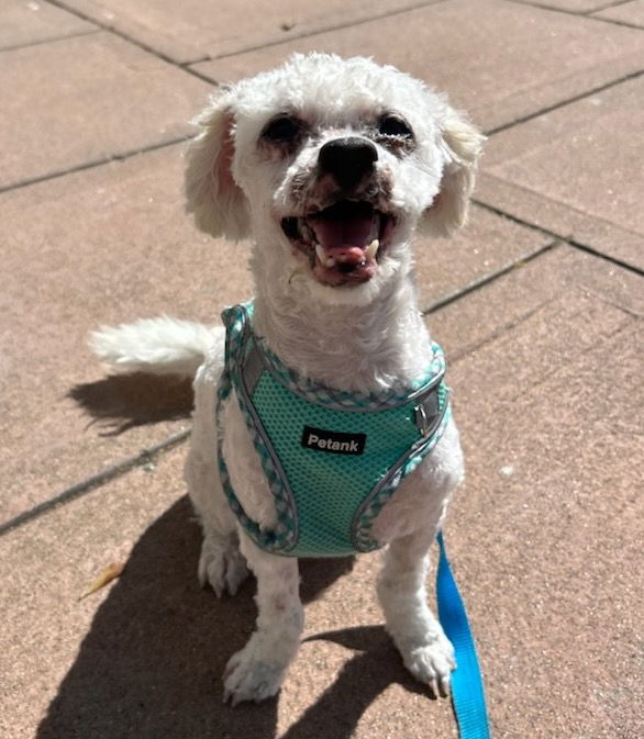 adoptable Dog in Sun City, CA named Lambie