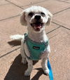 adoptable Dog in  named Lambie