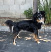 adoptable Dog in  named Hollywood