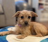 adoptable Dog in  named Stars
