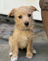 adoptable Dog in  named Stripes