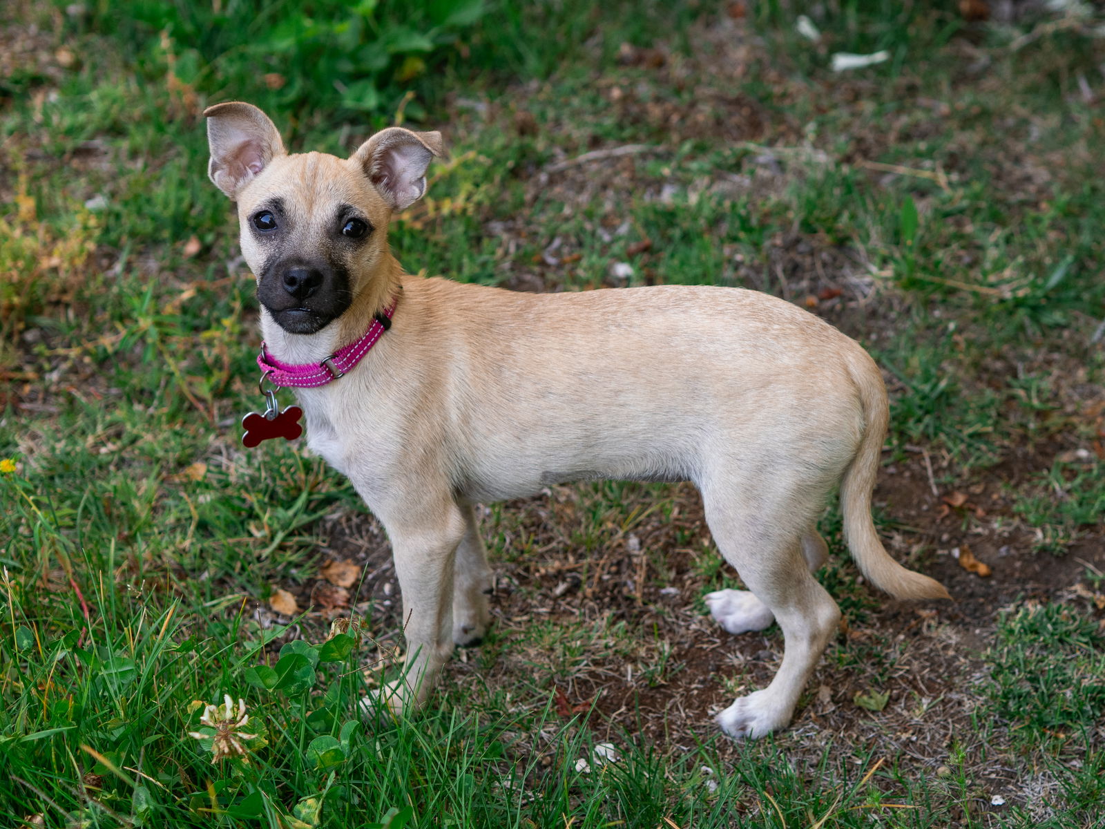 adoptable Dog in Sun City, CA named Unicorn