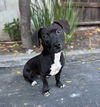 adoptable Dog in Sun City, CA named Vinyl