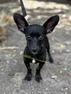 adoptable Dog in  named Hot Dog