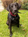 adoptable Dog in Sun City, CA named Joy