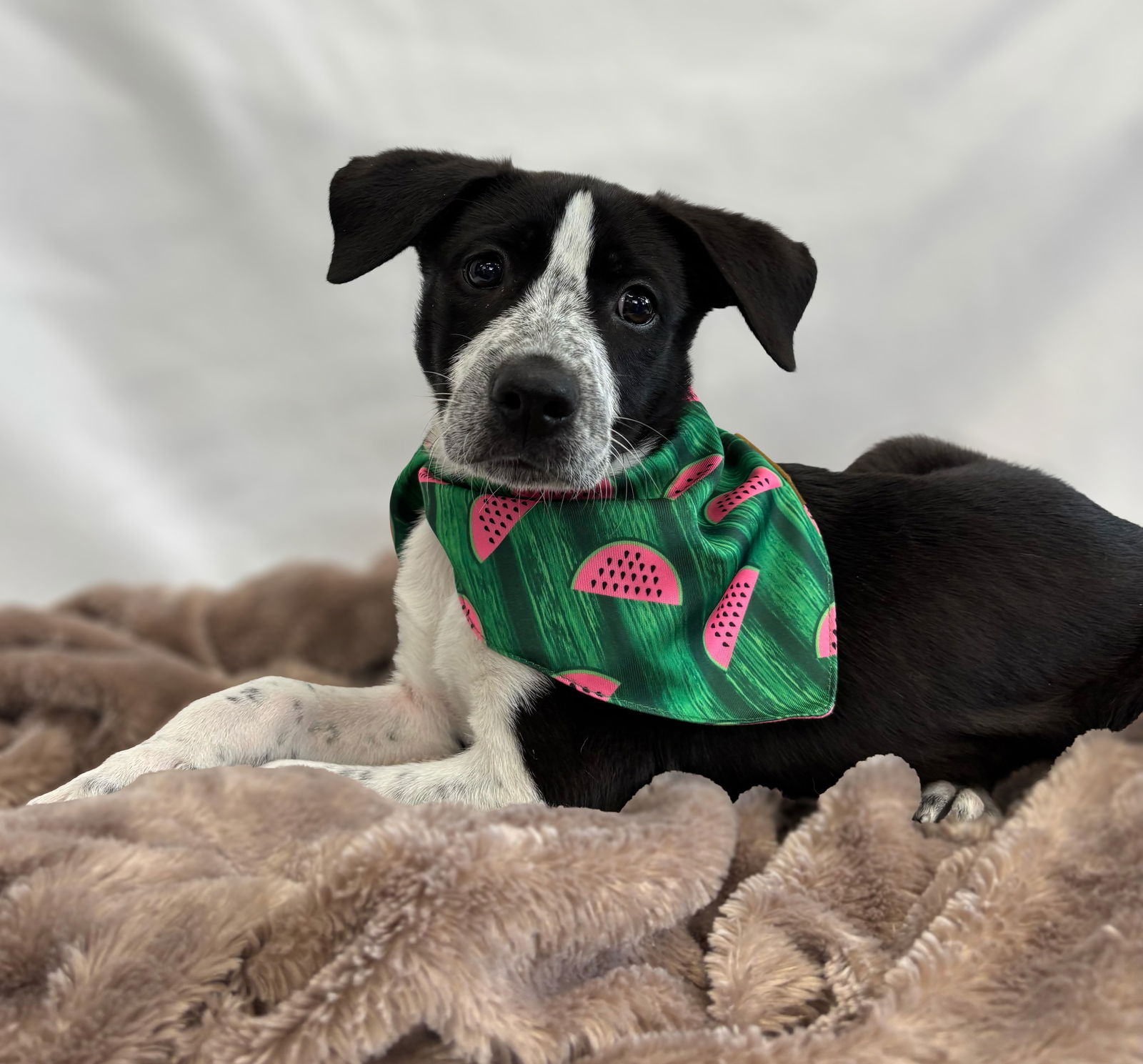 adoptable Dog in Sun City, CA named Billy