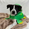 adoptable Dog in Sun City, CA named Billy