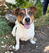 adoptable Dog in  named Stella