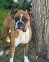 adoptable Dog in  named Jello