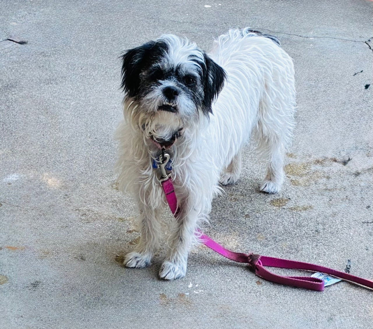 adoptable Dog in Sun City, CA named Diva