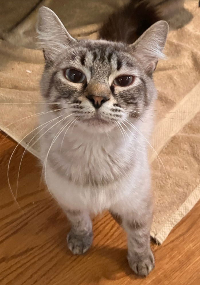 adoptable Cat in Sun City, CA named Leilani