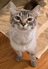 adoptable Cat in Sun City, CA named Leilani