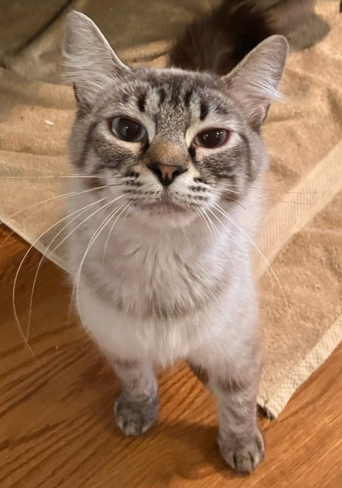 LEILANI - Domestic Long Hair / Siberian available for adoption