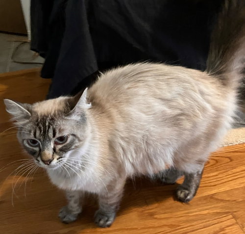 LEILANI - Domestic Long Hair / Siberian available for adoption