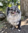 adoptable Dog in  named Trail Mix