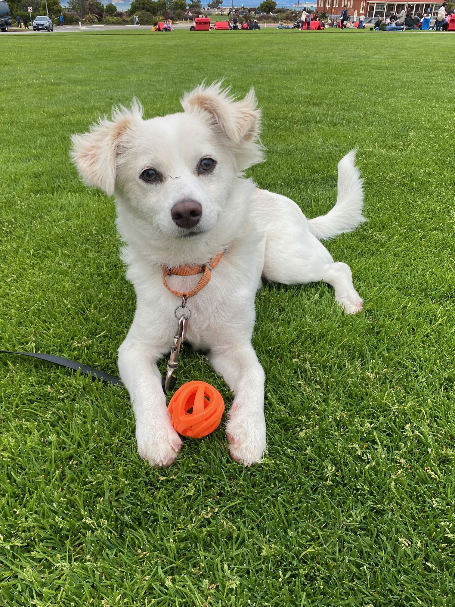 adoptable Dog in Sun City, CA named The Golden Snitch
