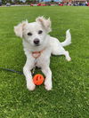 adoptable Dog in  named The Golden Snitch