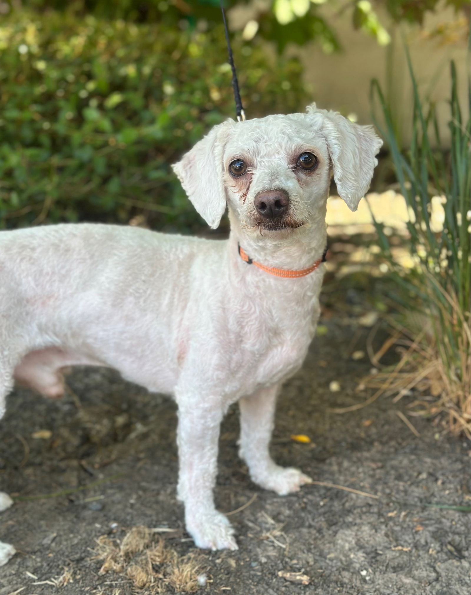 adoptable Dog in Sun City, CA named Gatsby