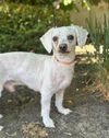 adoptable Dog in  named Gatsby