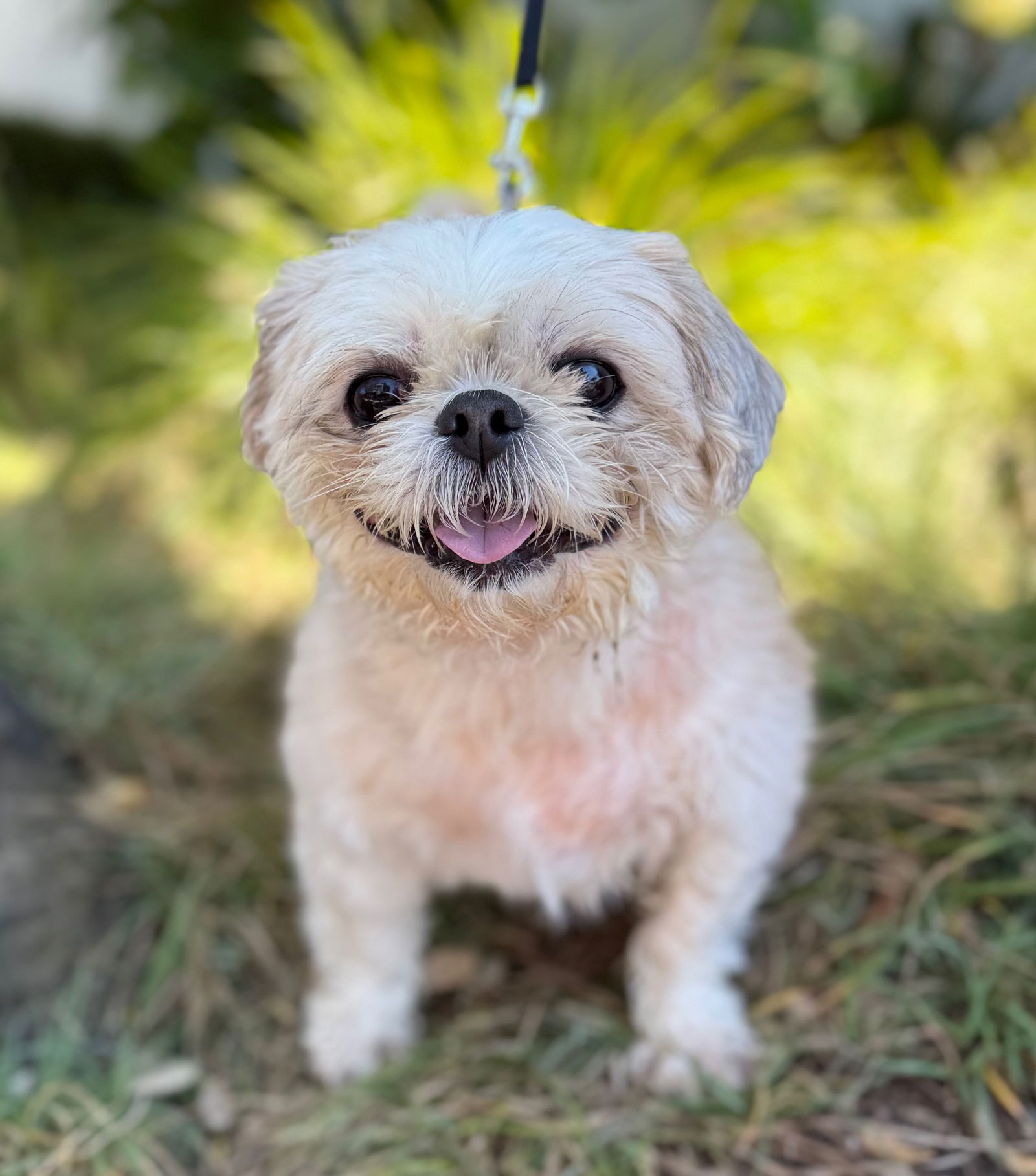 adoptable Dog in Sun City, CA named Powder Puff