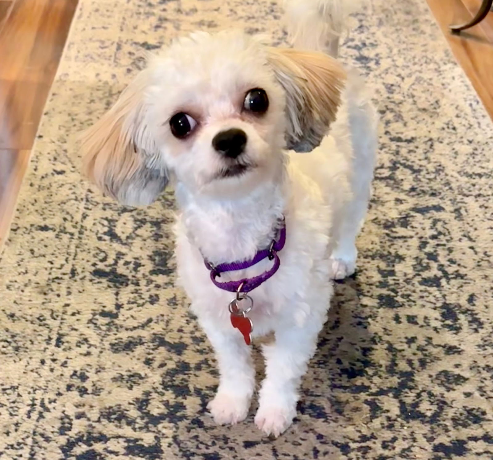 adoptable Dog in Sun City, CA named Annabelle