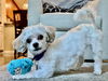 adoptable Dog in  named Annabelle
