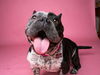 adoptable Dog in  named Kung Fu Panda