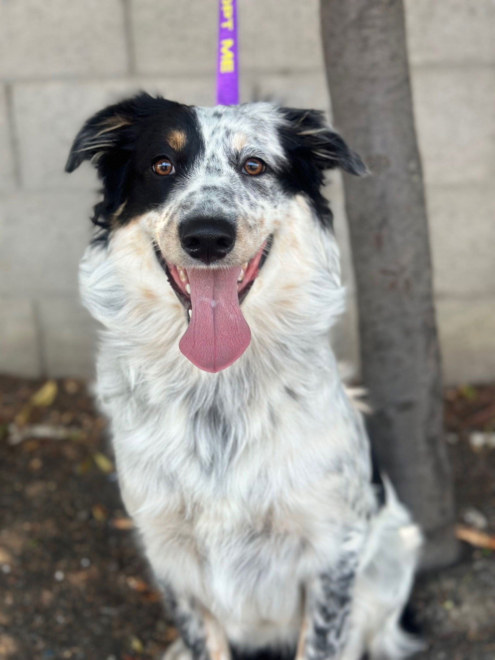 adoptable Dog in Sun City, CA named Paradise