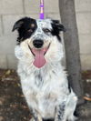 adoptable Dog in  named Paradise