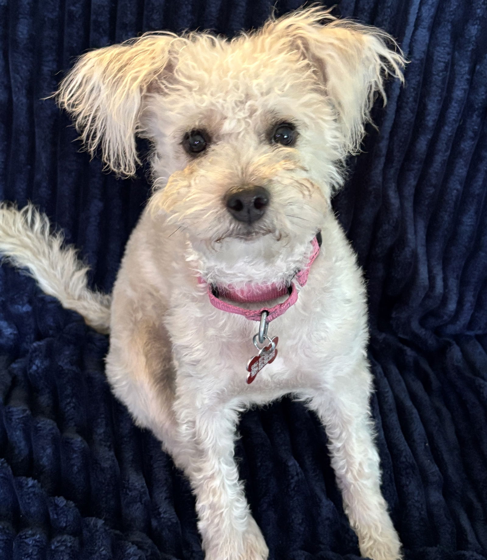 adoptable Dog in Sun City, CA named Whimsy
