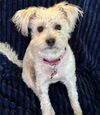 adoptable Dog in  named Whimsy