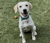 adoptable Dog in  named Giggles