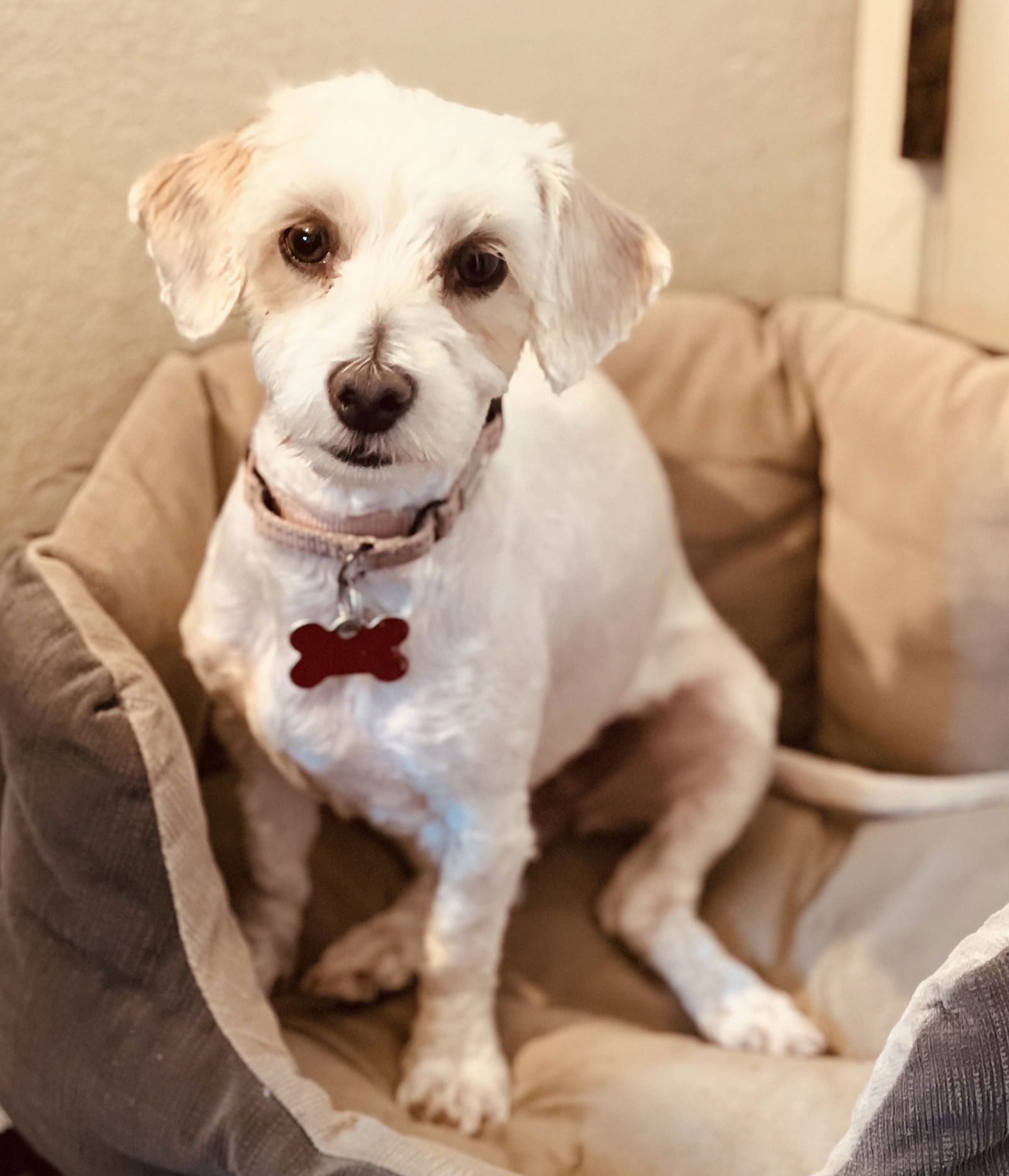 adoptable Dog in Sun City, CA named Everly
