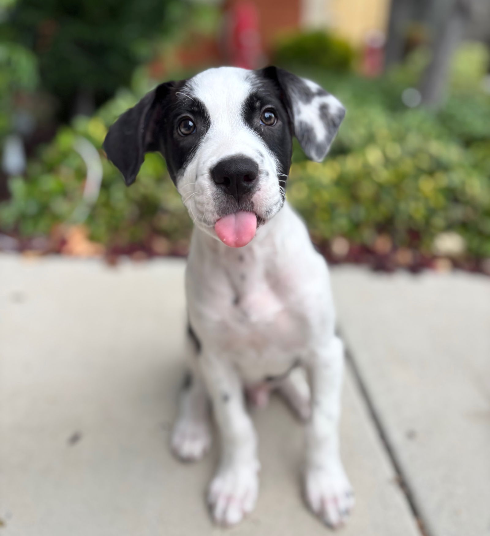 adoptable Dog in Sun City, CA named Solitaire