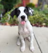 adoptable Dog in  named Solitaire