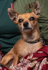 Harley - Photo 3