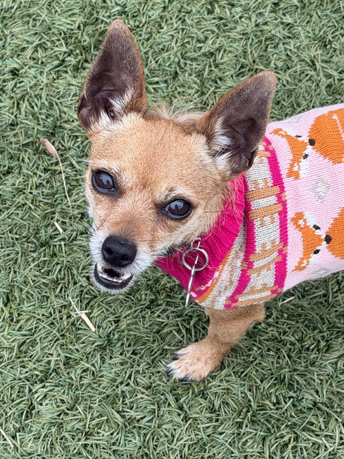 HARLEY - Chihuahua available for adoption