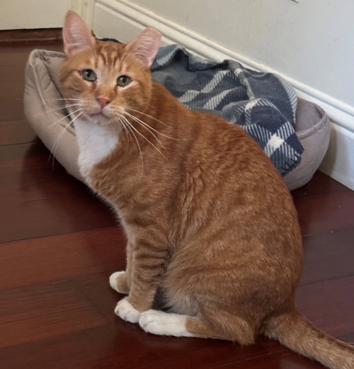RUSTY - Tabby / Tiger available for adoption