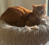 Rusty - Photo 4
