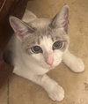 Suzette - Photo 1