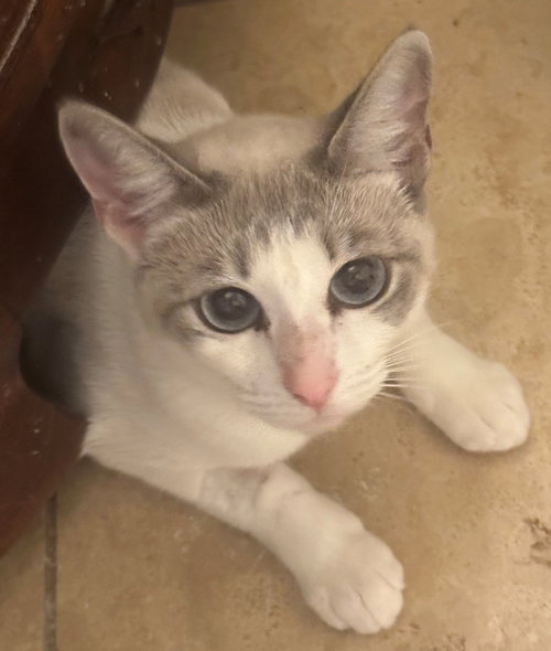 SUZETTE - Domestic Short Hair / Turkish Van available for adoption