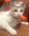 Suzette - Photo 3