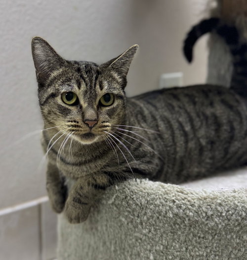 MADELINE - Tabby available for adoption